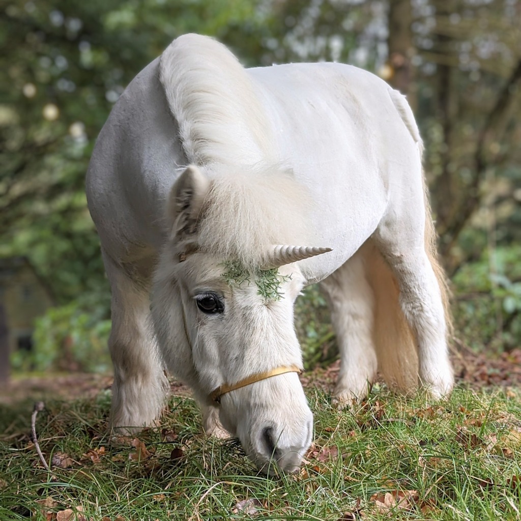 princess-1 Pumpkin the unicorn - Meeting a unicorn