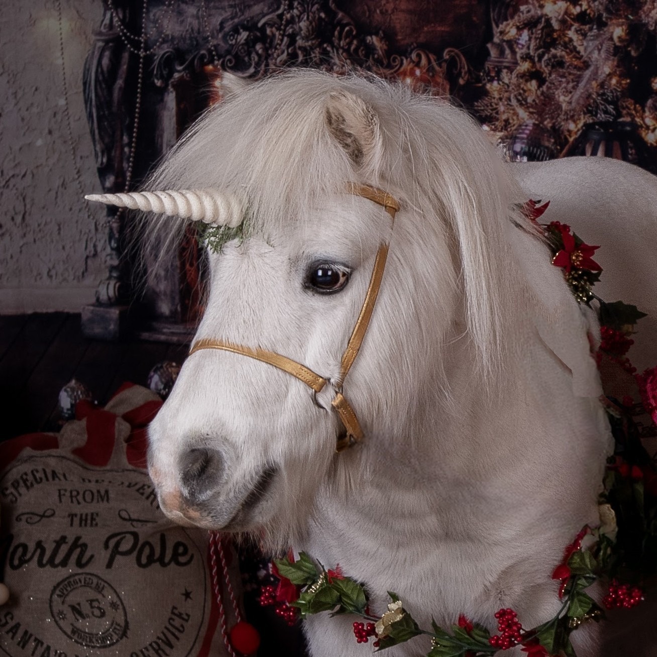 pumpkin-christmas-2 Pumpkin the unicorn - Meeting a unicorn